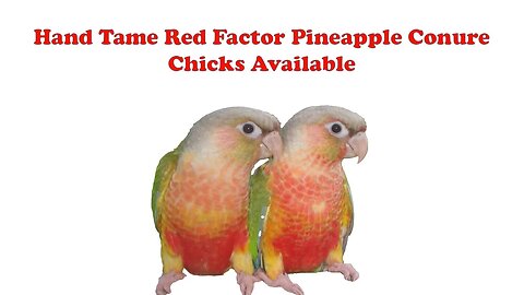 Hand Tame Pineapple Chicks Available | #pineappleconure | @BikisAviary