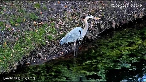 Great Blue Heron Waiting For Dinner 🦩 02/09/23 16:33