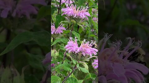 Bee Balm