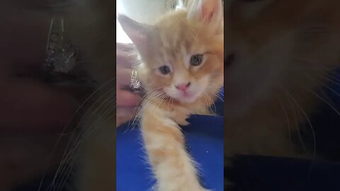 Maine Coon Kitten Henry a few days after we got him