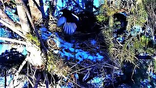 Ellis Farm-Magpie on The Nest 🌲 02/10/23 11:39