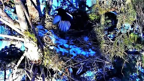 Ellis Farm-Magpie on The Nest 🌲 02/10/23 11:39