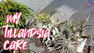 How I Care for my Tillandsias | Yearly Grooming Sesh | Pest Prevention #ninjaorchids