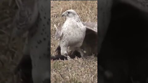 Gyrfalcão preda Ganso Canadense