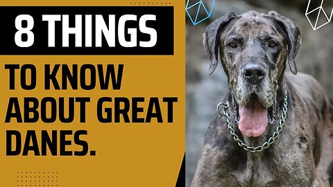 8 Things To Know About Great Danes.