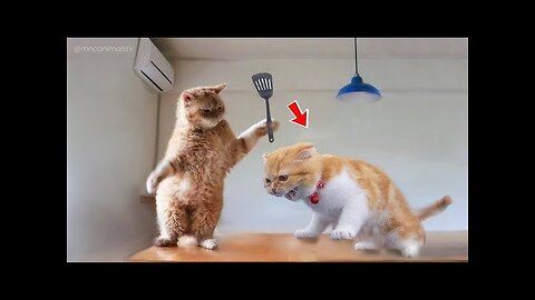 Funny animal videos|Cute animal videos |Funny dog&cat videos|Hilarious pet videos|funny video