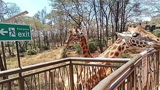 🇰🇪TOUR TO GIRAFFE CENTER IN KENYA🇰🇪