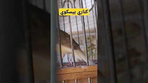 كناري بيسكوي مغرذ روعة