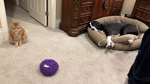 Funny Cat Checks Out Great Danes Sleeping In Their Dog Beds