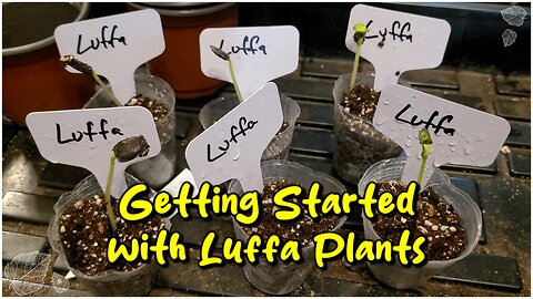Getting Started with Luffa