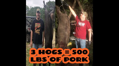 3 Hogs = 500LBS of Pork Hog/Pig Trapping and Hunting Boar Hogs Bar Hog in Texas