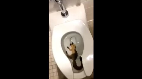 squirrel gets send off
