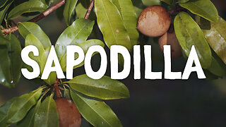 How To Grow ~ Sapodilla