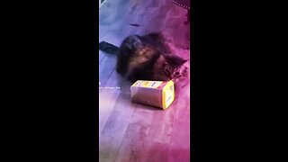 Cat helps himself to his treats