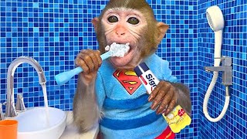 Monkey Baby Bon Bon brushes his teeth, plays with ducklings and eats watermelon next to the pool