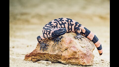 5 Fun Facts About The Gila Monster