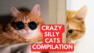 Talking Crazy Cats Compilation