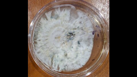 Mycelium on agar