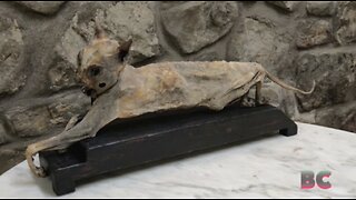 Scotland's first witchcraft museum to display mummified cat and 'enchanted' objects