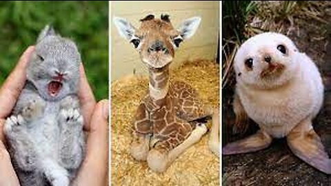 Cute Baby Animals | Cuteness Overload