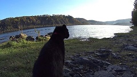 Walking with the leopard. Black leopard and Rottweiler at sunset. Dog and cat friends.