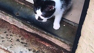 Cat Takes His First EVER Steps Outside