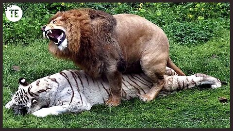 What happens when a tiger mates with a lion