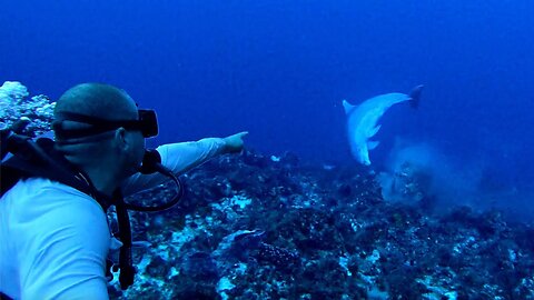 Dolphin DESTROYS Coral!!! NEVER SEEN Behavior