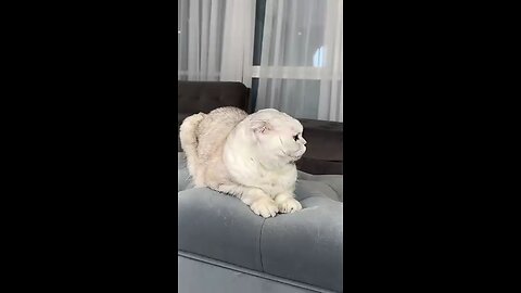 cut cat the funny 🤣 moments