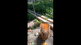 feeding and petting my girl squirrel 🐿️