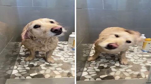 A Dog's Delight: A Bathtime Adventure!
