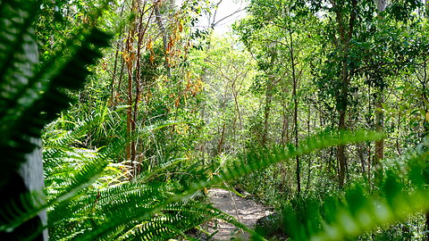 The Beauty of Brisbane's Conservation Parks