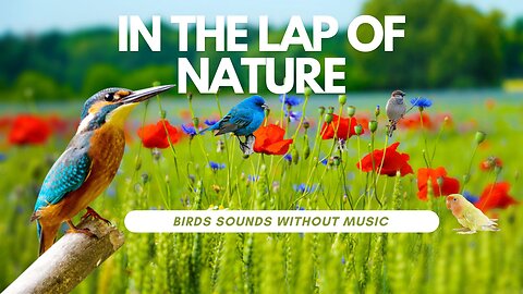 Nature Sounds - Birds Singing Without Music| Bird Sounds Relaxation| Soothing Nature Sounds.
