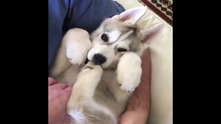 baby husky howling cute