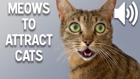 HOW MEOWS ATTRACT CATS