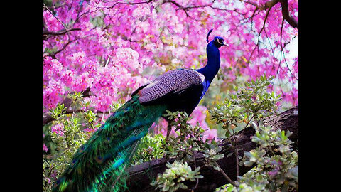 Most Amazing and Beautiful Peacock In the World