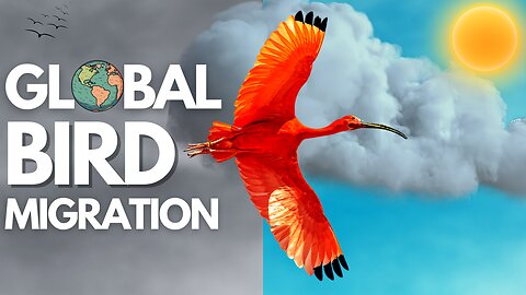 Uncovering Surprising Facts About Global Bird Migration