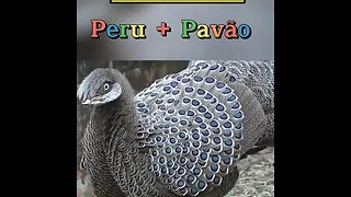 HÍBRIDO DE PERU E PAVÃO EXISTE? #shorts