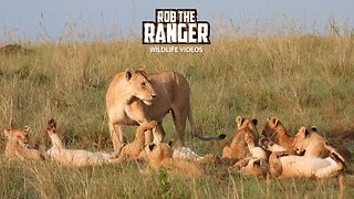 Lion Pride In The Golden Sunlight | Maasai Mara Safari | Zebra Plains