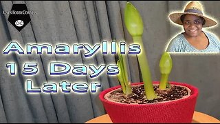 Amaryllis 15 Days Later