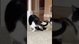 Cute Cats Playing With Each Other