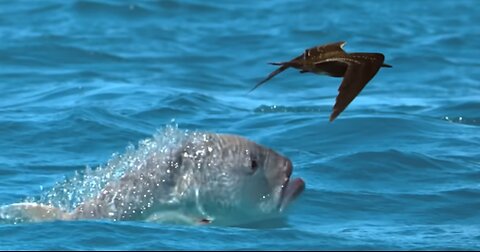 Predatory Feast: When the Fish Swallowed the Bird