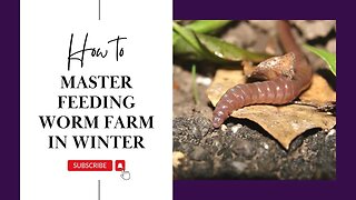 How To Master Feeding Worm Farm in Winter
