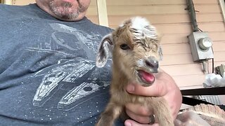 First Baby Goat is born but not without trouble!