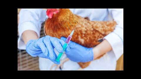 CLUCK YOU! _SCIENTISTS_ SAY THAT BIRD FLU EGG CONTAMINATION MEANS WE WILL NEED MORE M-RNA POTIONS!