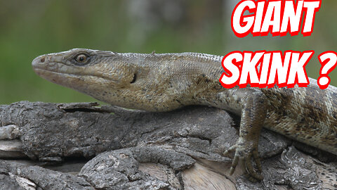 The Once thought to be extinct Terror Skink
