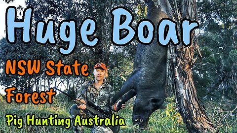 Hunting Pigs in Australia, NSW Public Land State Forest Hunt