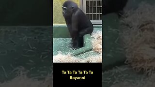 Coconut tells about his Ta Ta Ta