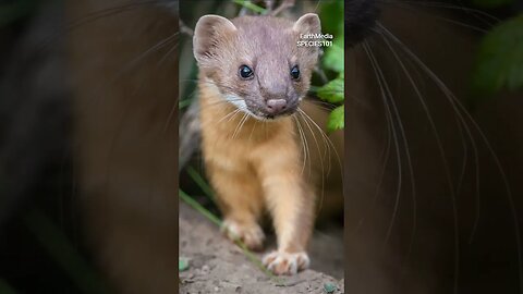 Ferrets, the Cousin of Wolverine