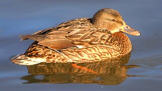 Female Arctic Mallard Duck Hens Swimming in Cold Waters